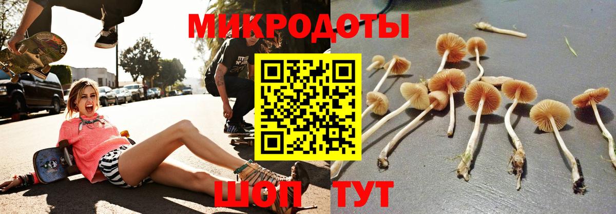 Галлюциногенные грибы Psilocybine cubensis Павлово